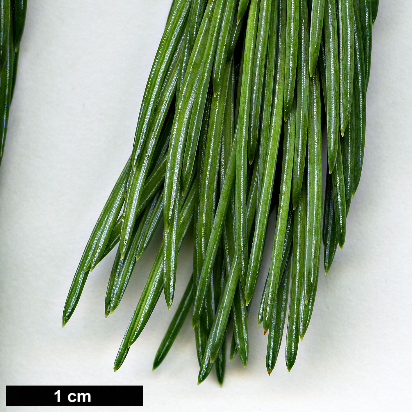 High resolution image: Family: Pinaceae - Genus: Picea - Taxon: engelmannii - SpeciesSub: subsp. mexicana 